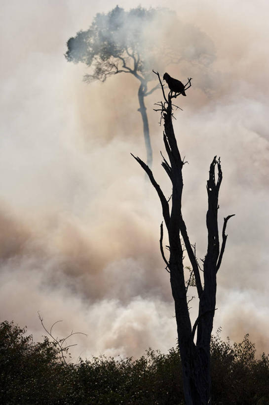 无人,公园,站,竖图,室外,白天,仰视,旅游,度假,美景,植物,鸟,野生动物,鹰,非洲,肯尼亚,鸟类,景观,烟雾,枝条,注视,娱乐,树,树木,树枝,一只,绿色,自然,动物,观察,看,站着,享受,休闲,景色,放松,生长,成长,观看,察看,国家公园,关注,自然风光,凶猛,鸢,阿非利加洲,肯尼亚共和国,马赛马拉国家公园,虬枝,枝杈,鹰雕,长冠鹰雕,残暴,凶残,站立,彩图,低角度拍摄,全身,马赛马拉,马赛马拉国家保护区,马赛马拉国家野生动物保护区