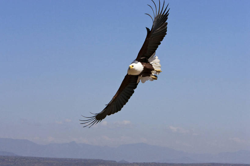 无人,横图,室外,白天,正面,美景,鸟,野生动物,鹰,非洲,肯尼亚,飞翔,伸展,张开,展翅,阴影,飞行,光线,翅膀,鸟类,影子,景观,云,云朵,翱翔,云彩,飞,一只,蓝色,白云,蓝天,天空,阳光,自然,动物,天,景色,晴朗,自然风光,凶猛,张开翅膀,鸢,海雕,阿非利加洲,肯尼亚共和国,非洲海雕,吼海雕,展开翅膀,残暴,凶残,晴空,彩图,全身