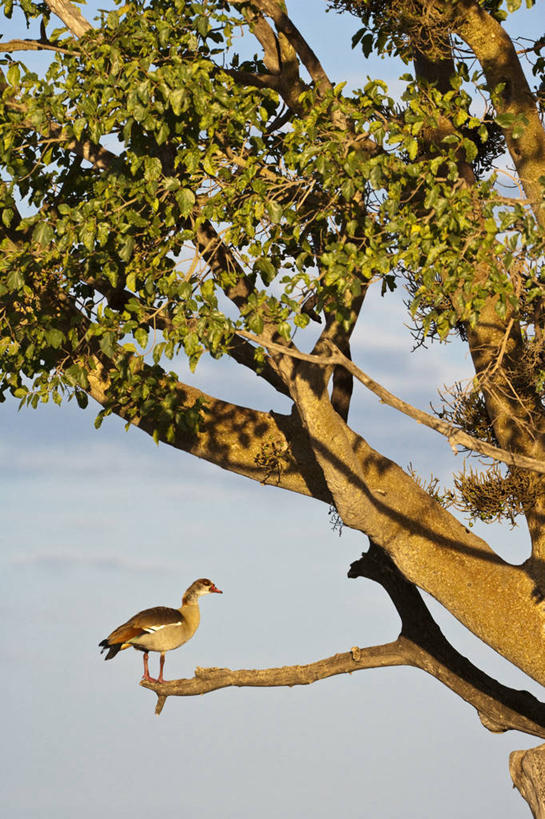 无人,公园,站,竖图,室外,白天,仰视,旅游,度假,美景,植物,鸟,野生动物,非洲,肯尼亚,阴影,光线,鸟类,影子,景观,云,云朵,枝条,云彩,注视,娱乐,树,树木,树枝,一只,蓝色,绿色,白云,蓝天,天空,阳光,自然,动物,天,观察,看,站着,享受,休闲,景色,放松,可爱,活泼,生长,晴朗,成长,观看,察看,国家公园,关注,自然风光,阿非利加洲,肯尼亚共和国,马赛马拉国家公园,虬枝,枝杈,埃及雁,秃雁,晴空,站立,彩图,低角度拍摄,全身,马赛马拉,马赛马拉国家保护区,马赛马拉国家野生动物保护区