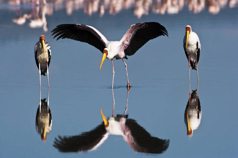 无人,公园,站,横图,室外,白天,正面,旅游,度假,湖,湖泊,美景,水,鸟,非洲,肯尼亚,一群,许多,飞翔,伸展,张开,展翅,阴影,波纹,朦胧,模糊,飞行,光线,翅膀,鹤,鸟类,影子,湖面,景观,水流,水面,涟漪,很多,翱翔,娱乐,飞,倒影,水纹,阳光,自然,波浪,湖水,站着,享受,休闲,景色,放松,倒映,国家公园,自然风光,张开翅膀,首府,水晕,阿非利加洲,肯尼亚共和国,反照,纳库鲁湖国家公园,展开翅膀,裂谷省,纳库鲁,黄嘴鹮鹳,站立,半身,彩图