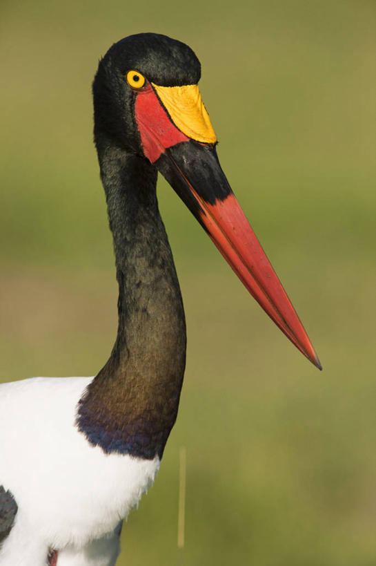 头,无人,公园,站,竖图,室外,特写,白天,侧面,旅游,度假,草地,草坪,美景,植物,鸟,野生动物,非洲,肯尼亚,朦胧,模糊,鸟类,景观,注视,娱乐,草,一只,绿色,自然,动物,观察,看,站着,享受,休闲,景色,放松,观看,察看,国家公园,关注,自然风光,鞍嘴鹳,阿非利加洲,凹嘴鹳,肯尼亚共和国,马赛马拉国家公园,头部,站立,半身,彩图,马赛马拉,马赛马拉国家保护区,马赛马拉国家野生动物保护区