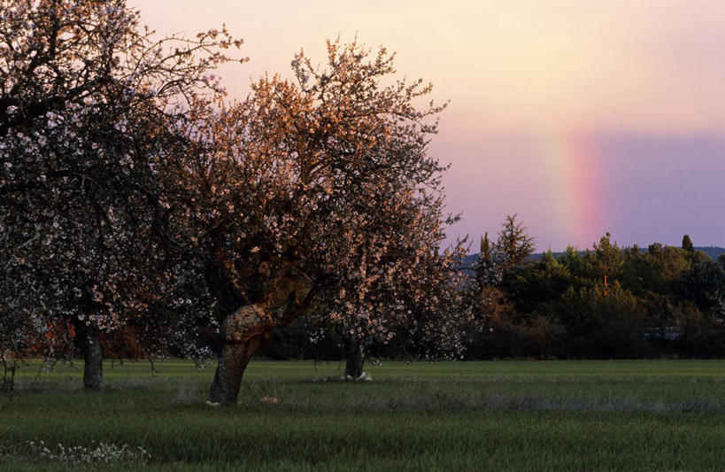 无人,果园,横图,室外,白天,正面,旅游,度假,彩虹,草地,草坪,美景,日落,田园,植物,法国,欧洲,景观,晚霞,霞光,落日,果树,娱乐,草,树,树木,绿色,自然,黄昏,享受,休闲,景色,彩霞,放松,生长,成长,西欧,法兰西,自然风光,法兰西共和国,田庄,法兰西第五共和国,夕照,薄暮,普罗旺斯.阿尔卑斯.蓝色海岸,普罗旺斯.阿尔卑斯.蓝色海岸大区,园子,罗讷河口省,罗讷河口,虹,虹桥,七彩虹,天虹,夕阳,彩图,傍晚,斜阳