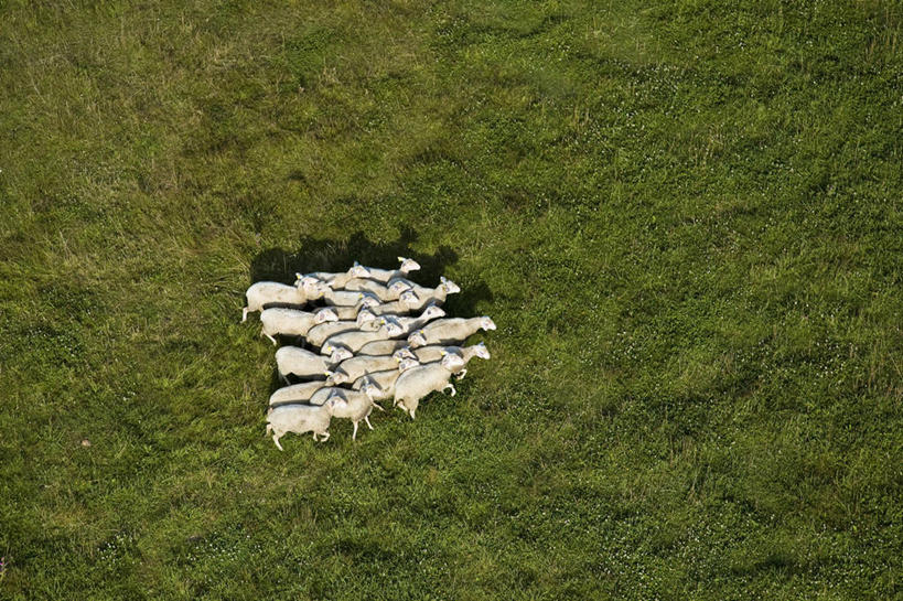 无人,站,横图,俯视,航拍,室外,白天,旅游,度假,草地,草坪,美景,植物,羊,法国,欧洲,一群,许多,阴影,光线,影子,景观,很多,娱乐,草,绿色,阳光,自然,动物,站着,享受,休闲,家畜,景色,放松,牲畜,西欧,鸟瞰,法兰西,自然风光,法兰西共和国,法兰西第五共和国,奥弗涅,奥弗涅大区,多姆山,绵羊,站立,彩图,高角度拍摄,全身