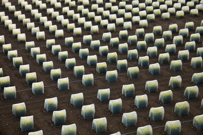 无人,农田,横图,俯视,航拍,室外,白天,旅游,度假,庄稼,农作物,花海,花圃,美景,植物,叶子,法国,欧洲,盛开,景观,花蕾,温室,娱乐,花,花瓣,花朵,花卉,鲜花,黄色,绿色,自然,花丛,花束,花田,花苞,花蕊,油菜花,享受,休闲,景色,放松,设施,暖房,防寒,西欧,鸟瞰,加温,法兰西,自然风光,透光,保温,法兰西共和国,法兰西第五共和国,卢瓦尔.谢尔省,中央大区,彩图,高角度拍摄,耕地,庄稼田,油菜花田,芸苔,芸薹,乌屈埃,布卢瓦区