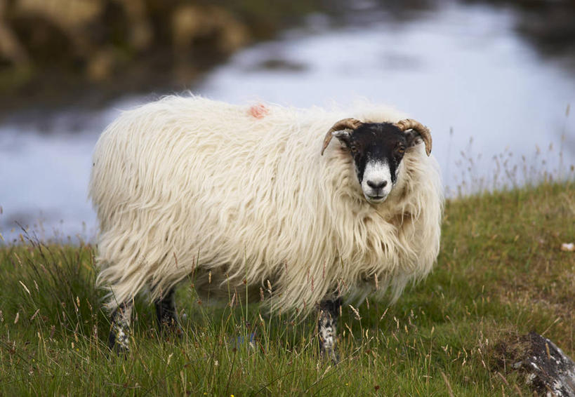 无人,站,横图,室外,白天,侧面,旅游,度假,草地,草坪,美景,植物,羊,英国,欧洲,朦胧,模糊,景观,扭头,注视,娱乐,苏格兰,草,一只,绿色,自然,动物,观察,看,站着,转头,享受,休闲,家畜,景色,放松,牲畜,观看,察看,西欧,关注,自然风光,大不列颠,大不列颠及北爱尔兰联合王国,苏格兰王国,外赫布里底群岛,绵羊,站立,彩图,全身,刘易斯和哈里斯岛,大不列颠王国,大英帝国,联合王国,日不落帝国,哈里斯岛