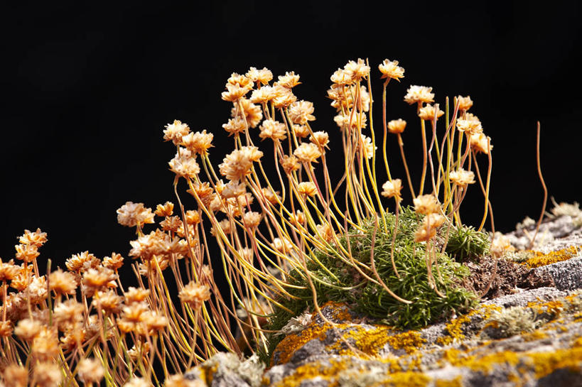 无人,横图,室外,特写,白天,正面,美景,植物,英国,欧洲,阴影,朦胧,模糊,光线,影子,景观,青苔,苔藓,苏格兰,绿色,阳光,自然,景色,生长,成长,西欧,自然风光,大不列颠,大不列颠及北爱尔兰联合王国,苏格兰王国,刘易斯岛,外赫布里底群岛,彩图,大不列颠王国,大英帝国,联合王国,日不落帝国