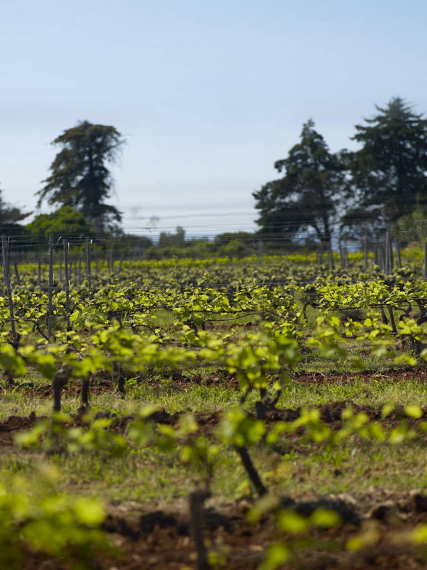 无人,果园,农田,竖图,室外,白天,正面,旅游,度假,庄稼,农作物,美景,树林,田园,植物,法国,欧洲,戛纳,阴影,光线,影子,景观,娱乐,葡萄园,架子,树,树木,蓝色,绿色,蓝天,天空,阳光,自然,庄园,天,享受,休闲,景色,放松,生长,晴朗,成长,支撑,固定,西欧,法兰西,自然风光,葡萄架,滨海阿尔卑斯,万里无云,法兰西共和国,法兰西第五共和国,普罗旺斯.阿尔卑斯.蓝色海岸,普罗旺斯.阿尔卑斯.蓝色海岸大区,滨海阿尔卑斯省,坎城,康城,晴空,晴空万里,彩图,耕地,庄稼田