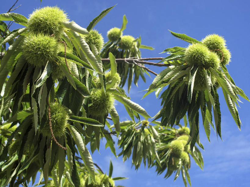 无人,横图,室外,特写,白天,仰视,美景,树林,植物,阴影,光线,影子,景观,云,云朵,板栗,栗子,坚果,毛栗子,板栗树,枝条,云彩,树,树木,树枝,蓝色,绿色,白云,蓝天,天空,阳光,自然,天,景色,生长,晴朗,成长,自然风光,毛栗,栗果,栗楔,虬枝,枝杈,晴空,彩图,低角度拍摄,栗子树