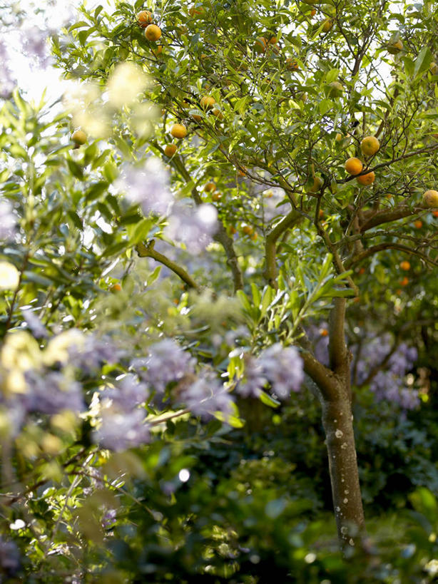 无人,果园,竖图,室外,白天,正面,旅游,度假,美景,田园,植物,法国,欧洲,阴影,盛开,光线,影子,景观,果树,花蕾,娱乐,花,花瓣,花朵,鲜花,树,树木,绿色,阳光,自然,花苞,花蕊,享受,休闲,景色,放松,生长,成长,西欧,法兰西,自然风光,瓦尔省,法兰西共和国,田庄,法兰西第五共和国,普罗旺斯.阿尔卑斯.蓝色海岸,普罗旺斯.阿尔卑斯.蓝色海岸大区,园子,瓦尔,圣特罗佩,彩图,桔子树