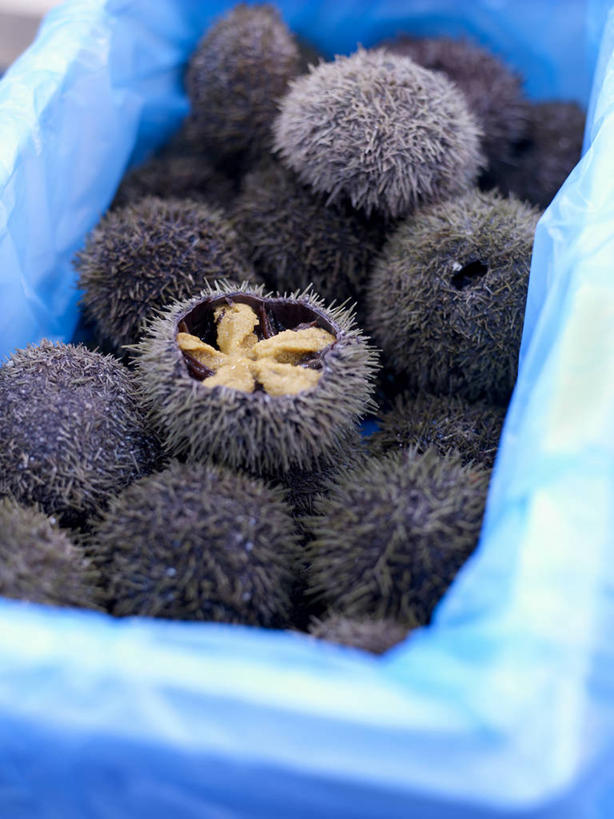 无人,竖图,俯视,室内,特写,白天,海胆,一堆,许多,堆叠,堆积,朦胧,模糊,塑料,很多,容器,塑料制品,储藏,堆,储存,刺锅子,海刺猬,彩图,高角度拍摄,贮存