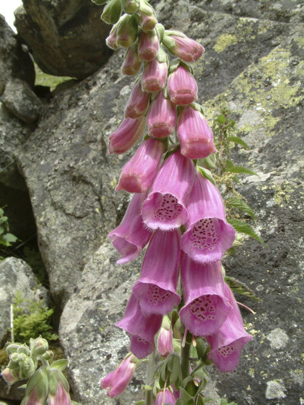 无人,公园,竖图,室外,特写,白天,正面,旅游,度假,草地,石头,美景,植物,法国,欧洲,阴影,盛开,光线,石子,影子,景观,花蕾,娱乐,草,花,花瓣,花朵,鲜花,粉色,绿色,阳光,自然,花苞,花蕊,享受,休闲,景色,放松,国家公园,毛地黄,西欧,法兰西,自然风光,指顶花,法兰西共和国,法兰西第五共和国,心脏草,洋地黄,热爱,南部.比利牛斯,上比利牛斯省,南部.比利牛斯大区,石块,岩石,彩图,比利牛斯国家公园