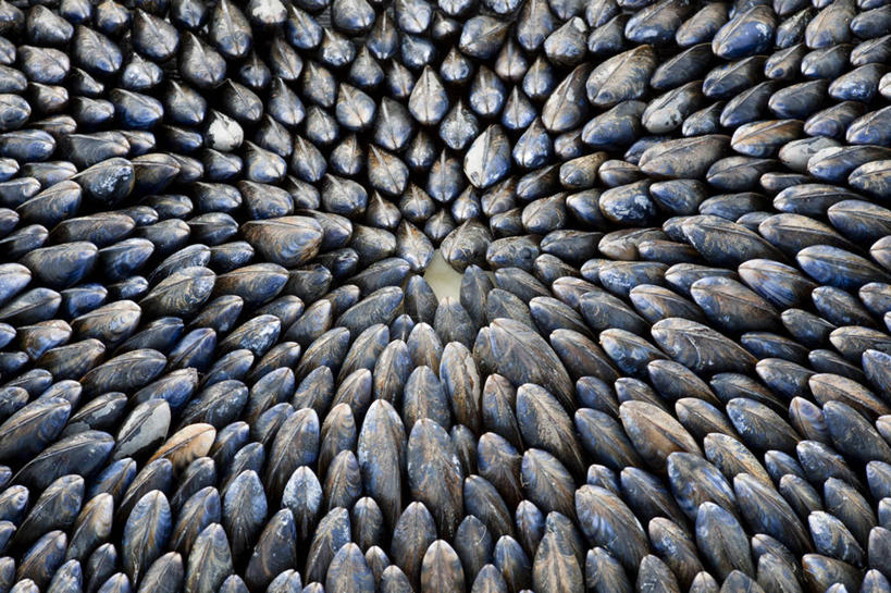 海鲜,无人,横图,俯视,室外,白天,贝壳,一堆,许多,堆叠,堆积,很多,水产,海洋生物,堆,水生动物,海产品,贻贝,水生物,海底动物,海虹,淡菜,壳菜,青口,半身,彩图,高角度拍摄