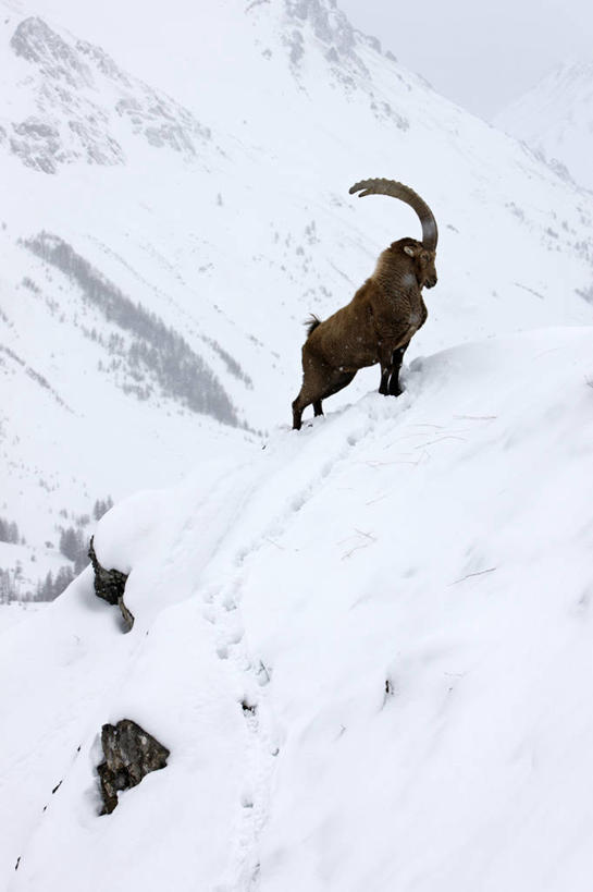 无人,站,竖图,俯视,室外,白天,美景,山,雪,雪山,大雪,野生动物,羊,法国,欧洲,冰,积雪,景观,山峰,雪景,冬季,冬天,山峦,注视,一只,自然,动物,观察,看,站着,景色,寒冷,可爱,活泼,观看,察看,冰冷,西欧,关注,法兰西,自然风光,法兰西共和国,法兰西第五共和国,严寒,冰凉,酷寒,凛冽,凛凛,极冷,普罗旺斯.阿尔卑斯.蓝色海岸,普罗旺斯.阿尔卑斯.蓝色海岸大区,上阿尔卑斯省,山羊,站立,彩图,高角度拍摄,全身