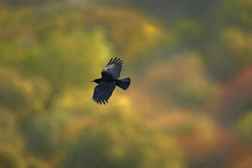 无人,横图,室外,白天,侧面,美景,森林,树林,植物,鸟,葡萄牙,欧洲,飞翔,伸展,张开,展翅,阴影,朦胧,模糊,飞行,光线,翅膀,鸟类,影子,景观,翱翔,飞,树,树木,一只,绿色,黑色,阳光,自然,景色,生长,成长,南欧,自然风光,张开翅膀,葡萄牙共和国,展开翅膀,红嘴山鸦,山鸦,埃什特雷马杜拉,彩图,全身