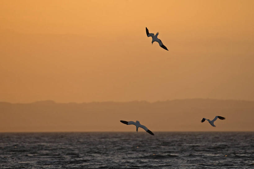 无人,横图,室外,白天,正面,旅游,度假,海浪,海洋,美景,日落,海鸟,鸟,英国,欧洲,三只,飞翔,伸展,张开,展翅,飞行,翅膀,鸟类,景观,浪花,晚霞,霞光,落日,翱翔,娱乐,飞,苏格兰,自然,海水,黄昏,享受,休闲,景色,彩霞,放松,西欧,自然风光,大不列颠,海景,张开翅膀,大不列颠及北爱尔兰联合王国,苏格兰王国,夕照,薄暮,展开翅膀,鲣鸟,结巴鸟,憨鲣鸟,北方塘鹅,北鲣鸟,大海,风浪,海,海水的波动,近岸浪,涌浪,夕阳,彩图,全身,傍晚,大不列颠王国,大英帝国,联合王国,日不落帝国,斜阳
