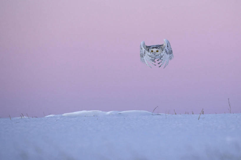 无人,横图,室外,白天,正面,美景,日落,雪,大雪,鸟,野生动物,加拿大,飞翔,伸展,张开,展翅,飞行,翅膀,鸟类,积雪,景观,晚霞,霞光,雪景,冬季,冬天,落日,翱翔,注视,飞,一只,自然,黄昏,动物,观察,看,景色,彩霞,寒冷,观看,察看,北美,北美洲,关注,自然风光,美洲,凶猛,张开翅膀,雪鸮,雪枭,北亚美利加洲,亚美利加洲,严寒,白鸮,白夜猫子,雪猫头鹰,魁北克省,夕照,薄暮,展开翅膀,怪鸱,鸺鸱,残暴,凶残,夕阳,鸮,枭,彩图,全身,傍晚,古壁省,魁省,鸱鸮,鸮角鸱,斜阳