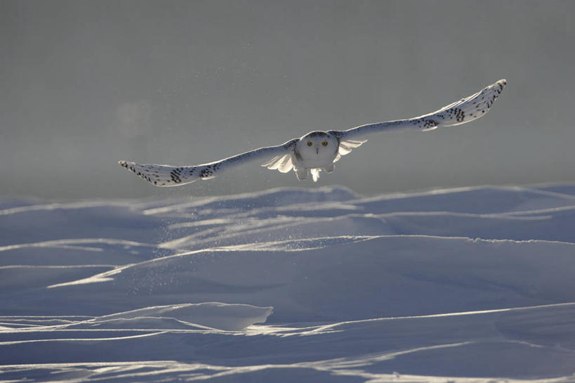 无人,横图,室外,白天,正面,美景,雪,大雪,鸟,野生动物,加拿大,飞翔,伸展,张开,展翅,阴影,朦胧,模糊,飞行,光线,翅膀,鸟类,影子,积雪,景观,雪景,冬季,冬天,翱翔,注视,飞,一只,阳光,自然,动物,观察,看,景色,寒冷,观看,察看,北美,北美洲,关注,自然风光,美洲,凶猛,张开翅膀,雪鸮,雪枭,北亚美利加洲,亚美利加洲,严寒,白鸮,白夜猫子,雪猫头鹰,魁北克省,展开翅膀,怪鸱,鸺鸱,残暴,凶残,鸮,枭,彩图,全身,古壁省,魁省,鸱鸮,鸮角鸱