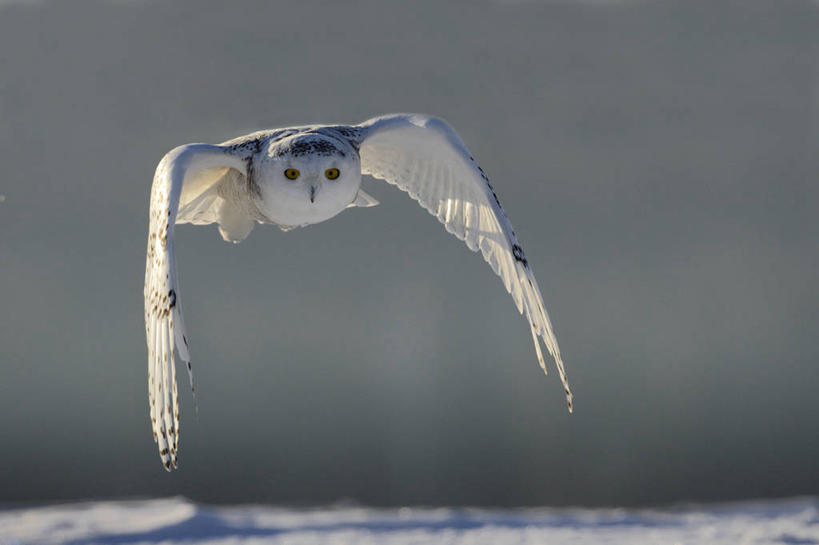 无人,横图,室外,白天,正面,美景,雪,大雪,鸟,野生动物,加拿大,飞翔,伸展,张开,展翅,阴影,朦胧,模糊,飞行,光线,翅膀,鸟类,影子,积雪,景观,雪景,冬季,冬天,翱翔,注视,飞,一只,阳光,自然,动物,观察,看,景色,寒冷,观看,察看,北美,北美洲,关注,自然风光,美洲,凶猛,张开翅膀,雪鸮,雪枭,北亚美利加洲,亚美利加洲,严寒,白鸮,白夜猫子,雪猫头鹰,魁北克省,展开翅膀,怪鸱,鸺鸱,残暴,凶残,鸮,枭,彩图,全身,古壁省,魁省,鸱鸮,鸮角鸱