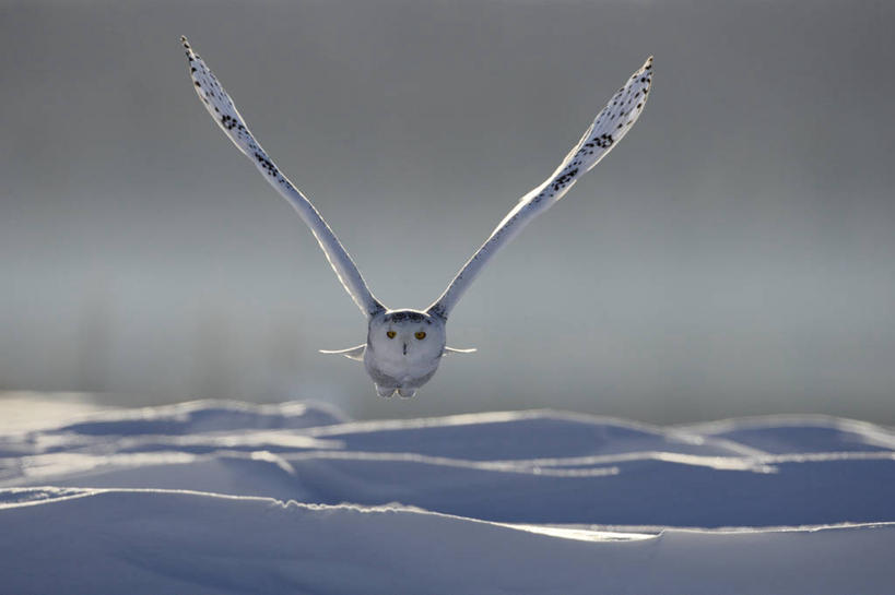 无人,横图,室外,白天,正面,美景,雪,大雪,鸟,野生动物,加拿大,飞翔,伸展,张开,展翅,阴影,朦胧,模糊,飞行,光线,翅膀,鸟类,影子,积雪,景观,雪景,冬季,冬天,翱翔,注视,飞,一只,阳光,自然,动物,观察,看,景色,寒冷,观看,察看,北美,北美洲,关注,自然风光,美洲,凶猛,张开翅膀,雪鸮,雪枭,北亚美利加洲,亚美利加洲,严寒,白鸮,白夜猫子,雪猫头鹰,魁北克省,展开翅膀,怪鸱,鸺鸱,残暴,凶残,鸮,枭,彩图,全身,古壁省,魁省,鸱鸮,鸮角鸱