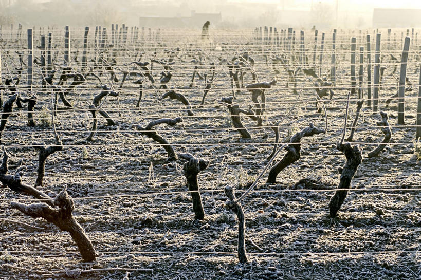 无人,果园,横图,室外,白天,正面,旅游,度假,美景,田园,法国,欧洲,一排,吊挂,悬挂,阴影,清澈,整齐,并列,并排,光线,影子,景观,挂,霜,娱乐,葡萄园,架子,排列,阳光,自然,庄园,享受,休闲,景色,放松,寒冷,支撑,固定,冰冷,西欧,队列,法兰西,自然风光,平行,葡萄架,法兰西共和国,卢瓦尔河地区,法兰西第五共和国,严寒,冰凉,酷寒,凛冽,凛凛,极冷,清亮,卢瓦尔,卢瓦尔大区,卢瓦尔河大区,曼恩.卢瓦尔省,彩图