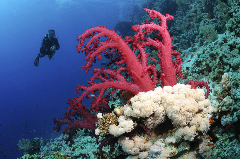 游泳,西方人,一个人,横图,室外,白天,仰视,锻炼,旅游,度假,运动,海底,水下,海浪,海洋,美景,欧洲,非洲,埃及,欧洲人,仅一个男性,仅一个人,服装,潜水镜,泳镜,景观,浪花,水底,娱乐,海洋生物,无脊椎动物,仅一个年轻男性,衣服,自然,海水,享受,休闲,蛙鞋,景色,放松,海底世界,潜水服,潜水,服饰,脚蹼,呼吸管,腔肠动物,衣着,穿着,自然风光,潜水装备,海景,阿拉伯埃及共和国,金字塔之国,棉花之国,面镜,浮潜,潜水运动,阿非利加洲,红海,衣饰,珊瑚虫,体育,男人,男性,年轻男性,白种人,大海,风浪,海,海床,海水的波动,近岸浪,涌浪,彩图,低角度拍摄,全身,健身,干式潜水服,红珊瑚,浓赤珊瑚,撒丁岛珊瑚