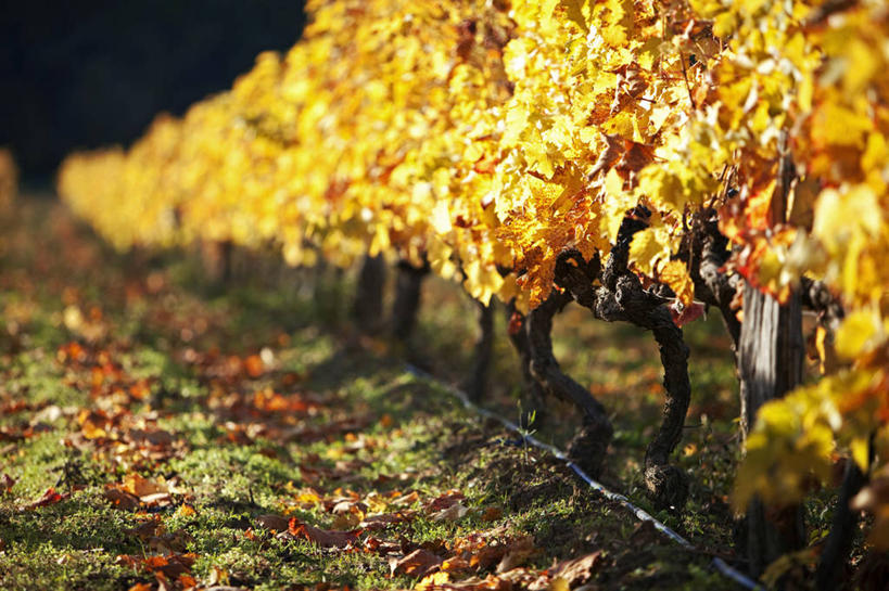 无人,果园,横图,室外,白天,正面,旅游,度假,美景,秋季,田园,葡萄,水果,叶子,法国,欧洲,一排,阴影,朦胧,模糊,新鲜,整齐,光线,影子,景观,生食,食品,果实,枯叶,落叶,娱乐,葡萄园,架子,食物,排列,阳光,自然,庄园,享受,休闲,景色,放松,有机食品,绿色食品,支撑,固定,西欧,沃克吕兹省,队列,法兰西,自然风光,葡萄架,法兰西共和国,法兰西第五共和国,普罗旺斯.阿尔卑斯.蓝色海岸,叶,叶片,秋,秋天,山葫芦,蒲桃,草龙珠,彩图,阿普特区,梅内尔伯