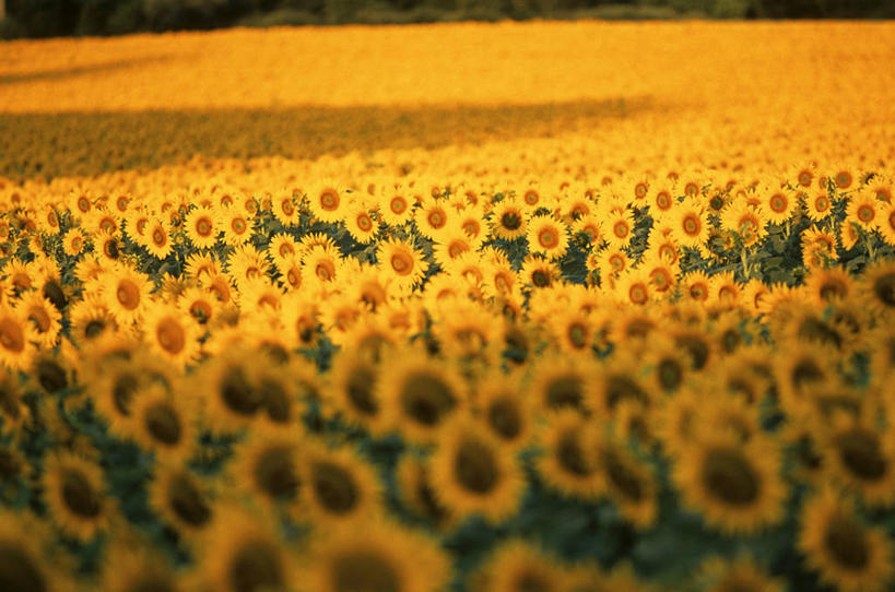 无人,横图,室外,白天,正面,爱情,旅游,度假,幸福,花海,花圃,美景,太阳,植物,向日葵,叶子,法国,欧洲,阴影,朦胧,模糊,盛开,透明,光线,影子,景观,辉煌,花蕾,娱乐,花,花瓣,花朵,花卉,鲜花,树,树木,黄色,绿色,阳光,自然,花丛,花束,花田,花苞,花蕊,享受,休闲,健康,景色,放松,活泼,生长,成长,希望,暖色,西欧,法兰西,自然风光,光辉,沉默,忠诚,法兰西共和国,法兰西第五共和国,勇敢,投缘,爱慕,光明,功名,轻快,高傲,朝阳花,葵花,望日莲,向阳花,转日莲,彩图,德龙省,格里尼昂,罗讷.阿尔卑斯,罗讷.阿尔卑斯大区