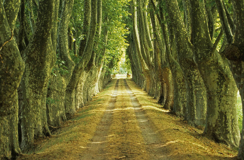 无人,横图,室外,白天,正面,旅游,度假,美景,植物,道路,路,法国,欧洲,一排,阴影,整齐,并列,并排,光线,影子,景观,小路,果树,树桩,交通,娱乐,树,树干,树木,排列,绿色,阳光,自然,享受,休闲,木桩,景色,放松,乡间小路,生长,成长,西欧,队列,法兰西,自然风光,平行,瓦尔省,法兰西共和国,法兰西第五共和国,普罗旺斯.阿尔卑斯.蓝色海岸,普罗旺斯.阿尔卑斯.蓝色海岸大区,无花果树,瓦尔,彩图,布里尼奥勒区,蓬特韦