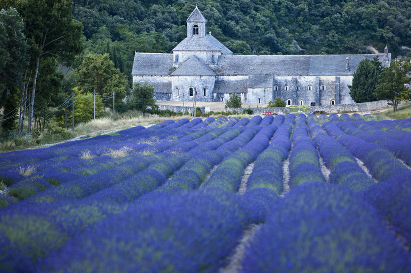无人,横图,室外,白天,正面,爱情,旅游,度假,草地,草坪,花海,花圃,名胜古迹,森林,树林,植物,标志建筑,地标,建筑,叶子,法国,欧洲,阴影,节日,遗迹,盛开,光线,影子,浪漫,花蕾,古迹,文化,文物,娱乐,建设,古建筑,草,花,花瓣,花朵,花卉,鲜花,树,树木,绿色,紫色,阳光,自然,香草,花丛,花束,花田,花苞,花蕊,薰衣草,祈祷,享受,休闲,健康,旅游胜地,放松,许愿,宗教,信仰,生长,成长,纪念,祈求,基督教,西欧,沃克吕兹省,天主教,法兰西,修道院,呼吸,信念,古文明,法兰西共和国,灵香草,黄香草,法兰西第五共和国,奇迹,普罗旺斯.阿尔卑斯.蓝色海岸,普罗旺斯.阿尔卑斯.蓝色海岸大区,神学院,修院,隐修院,平安,彩图,阿普特区,戈尔代