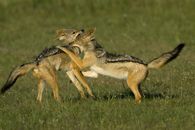 无人,公园,站,横图,室外,白天,侧面,旅游,度假,草地,草坪,美景,植物,狼,野生动物,非洲,肯尼亚,咬,阴影,光线,影子,景观,注视,娱乐,草,绿色,阳光,自然,动物,观察,看,站着,张嘴,两只,享受,休闲,景色,放松,观看,咬着,察看,国家公园,关注,自然风光,凶猛,张大嘴巴,阿非利加洲,肯尼亚共和国,马赛马拉国家公园,胡狼,黑背豺,黑背胡狼,残暴,凶残,张开嘴,灰狼,站立,彩图,全身,马赛马拉,马赛马拉国家保护区,马赛马拉国家野生动物保护区,犬科动物