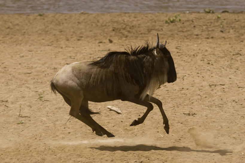 无人,公园,跳,横图,室外,白天,侧面,旅游,度假,美景,植物,野生动物,羊,非洲,肯尼亚,奔驰,阴影,枯萎,光线,羚羊,沙子,影子,景观,枯草,半空,注视,娱乐,草,一只,黄色,阳光,自然,动物,奔跑,观察,看,享受,休闲,景色,放松,可爱,活泼,观看,察看,国家公园,关注,自然风光,角马,牛羚,阿非利加洲,肯尼亚共和国,马赛马拉国家公园,斑纹角马,黑斑牛羚,黑尾牛羚,蓝角马,跳跃,彩图,全身,马赛马拉,马赛马拉国家保护区,马赛马拉国家野生动物保护区