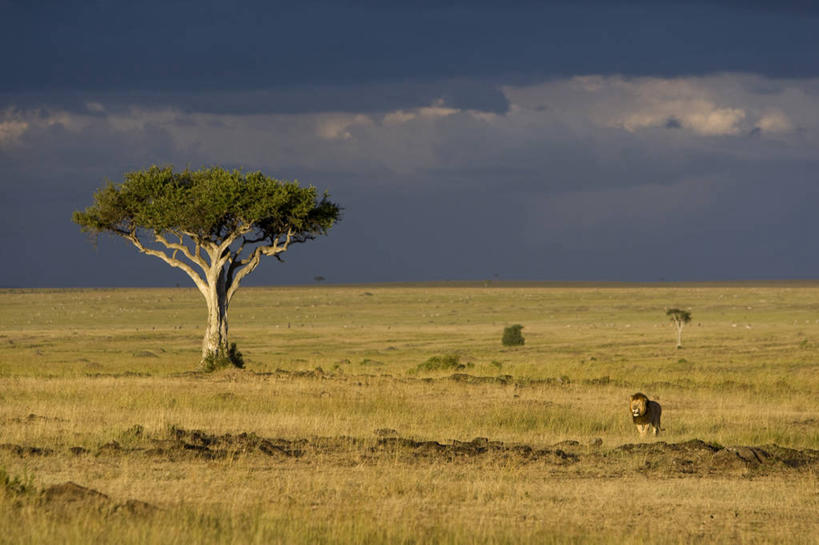 无人,公园,站,横图,室外,白天,正面,旅游,度假,快乐,草地,草坪,美景,植物,哺乳动物,野生动物,狮子,非洲,肯尼亚,一头,景观,乌云,云,阴天,云朵,云彩,娱乐,草,树,树木,绿色,天空,自然,动物,天,站着,享受,休闲,景色,放松,生长,成长,国家公园,昏暗,阴沉,自然风光,凶猛,阿非利加洲,金合欢,鸭皂树,稍纵即逝,肯尼亚共和国,马赛马拉国家公园,金合欢树,残暴,凶残,站立,彩图,全身,马赛马拉,马赛马拉国家保护区,马赛马拉国家野生动物保护区