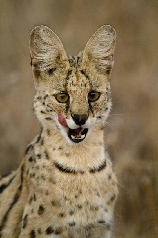 头,无人,公园,竖图,室外,特写,白天,正面,旅游,度假,美景,植物,猫,野生动物,非洲,肯尼亚,枯萎,朦胧,模糊,景观,枯草,注视,娱乐,草,一只,黄色,自然,动物,观察,看,享受,休闲,景色,放松,舔,观看,察看,国家公园,关注,自然风光,野猫,凶猛,薮猫,阿非利加洲,肯尼亚共和国,马赛马拉国家公园,斑猫,残暴,凶残,头部,半身,彩图,马赛马拉,马赛马拉国家保护区,马赛马拉国家野生动物保护区