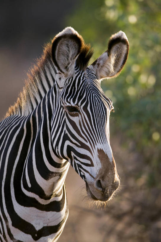 头,无人,站,竖图,室外,特写,白天,正面,旅游,度假,美景,植物,斑马,马,野生动物,非洲,肯尼亚,阴影,朦胧,模糊,光线,影子,景观,注视,娱乐,一匹,树,树木,绿色,阳光,自然,动物,观察,看,站着,享受,休闲,景色,放松,可爱,活泼,生长,成长,观看,察看,关注,自然风光,阿非利加洲,肯尼亚共和国,格氏斑马,细斑马,细纹斑马,狭纹斑马,头部,站立,半身,彩图,桑布鲁,桑布鲁野生动物保护区,桑布鲁自然保护区
