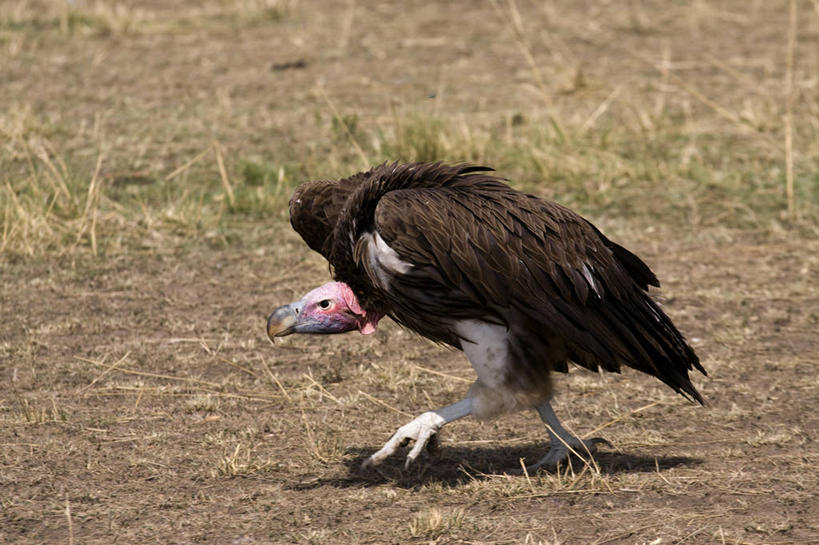 无人,公园,走,横图,室外,白天,侧面,旅游,度假,美景,植物,鸟,野生动物,非洲,肯尼亚,阴影,枯萎,光线,鸟类,秃鹫,影子,景观,枯草,注视,娱乐,草,一只,黄色,阳光,自然,动物,观察,看,享受,休闲,景色,放松,观看,察看,国家公园,关注,自然风光,凶猛,阿非利加洲,肯尼亚共和国,马赛马拉国家公园,肉垂秃鹫,残暴,凶残,座山雕,秃鹰,狗头鹫,步行,散步,走路,彩图,全身,马赛马拉,马赛马拉国家保护区,马赛马拉国家野生动物保护区