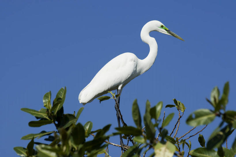 无人,站,横图,室外,白天,仰视,旅游,度假,美景,植物,白鹭,鸟,非洲,博茨瓦纳,阴影,光线,鸟类,影子,景观,枝条,注视,娱乐,树,树木,树枝,一只,蓝色,绿色,白色,蓝天,天空,阳光,自然,天,观察,看,站着,享受,休闲,景色,放松,生长,晴朗,成长,观看,察看,大白鹭,关注,自然风光,万里无云,奥卡万戈三角洲,奥卡万戈沼泽,白鹤鹭,白鹭鸶,雪客,波札那,博茨瓦纳共和国,虬枝,枝杈,晴空,晴空万里,鹭鸶,站立,彩图,低角度拍摄,全身