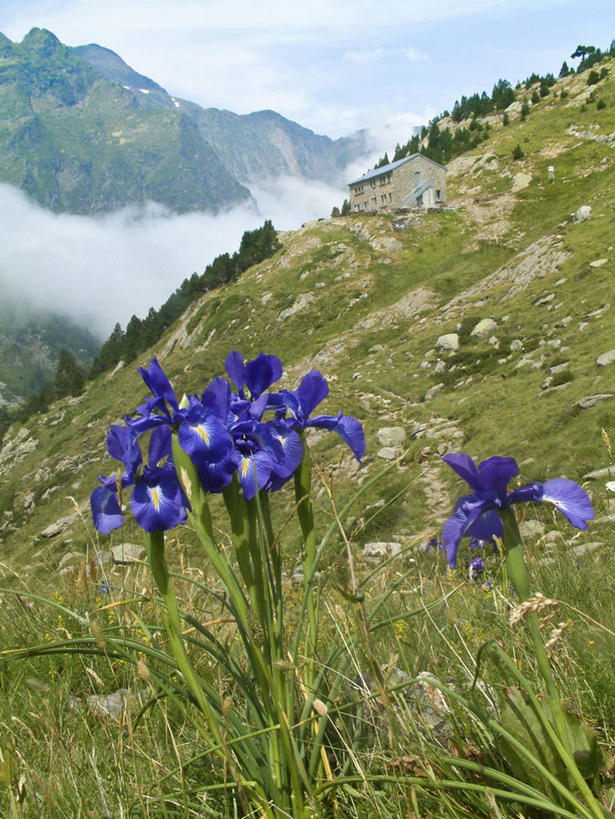 无人,竖图,室外,白天,正面,爱情,旅游,度假,友谊,草地,草坪,美景,山,山脉,树林,植物,雾,法国,欧洲,朦胧,模糊,盛开,景观,山峰,云,云朵,鸢尾花,山峦,花蕾,云彩,娱乐,草,花,花瓣,花朵,鲜花,树,树木,蓝色,绿色,紫色,白云,蓝天,天空,自然,群山,天,花苞,花蕊,享受,休闲,景色,放松,生长,晴朗,成长,迷雾,鸢尾,西欧,法兰西,自然风光,法兰西共和国,紫蝴蝶,蓝蝴蝶,扁竹花,法兰西第五共和国,南部.比利牛斯,南部.比利牛斯大区,上加龙,上加龙省,大雾,晴空,彩图,爱丽丝,爱丽丝花,巴涅尔.德吕雄,圣戈当区