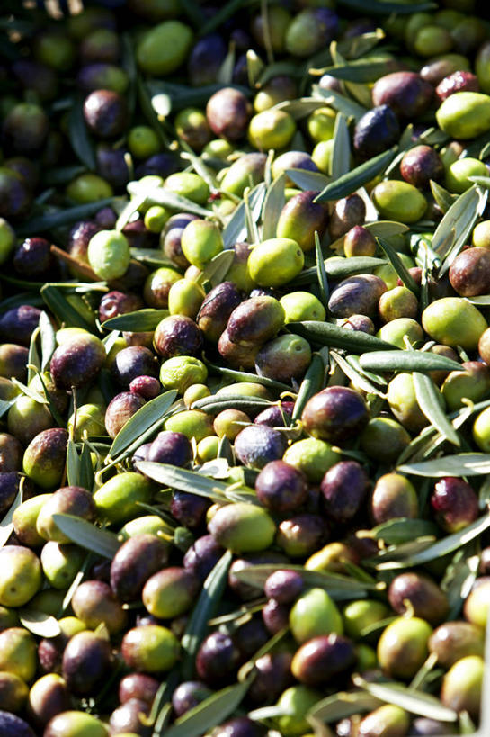 无人,竖图,俯视,室外,特写,白天,橄榄,水果,叶子,法国,欧洲,一堆,许多,阴影,堆叠,堆积,朦胧,模糊,新鲜,光线,影子,生食,食品,果实,绿叶,很多,食物,绿色,紫色,阳光,嫩叶,有机食品,绿色食品,堆,西欧,沃克吕兹省,法兰西,法兰西共和国,法兰西第五共和国,普罗旺斯.阿尔卑斯.蓝色海岸,普罗旺斯.阿尔卑斯.蓝色海岸大区,叶,叶片,青果,白榄,彩图,高角度拍摄,阿普特区,卢尔马兰