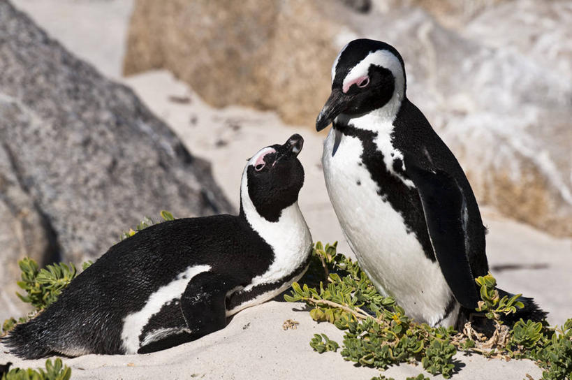 无人,站,横图,室外,白天,正面,旅游,度假,草地,草坪,石头,美景,植物,企鹅,野生动物,非洲,南非,阴影,朦胧,模糊,光线,石子,影子,景观,首都,注视,娱乐,草,绿色,阳光,自然,动物,观察,看,趴着,站着,两只,享受,休闲,景色,放松,可爱,活泼,观看,察看,关注,自然风光,开普敦,省会,阿非利加洲,立法首都,斑嘴环企鹅,非洲企鹅,黑脚企鹅,南非共和国,西开普省,福尔斯湾,石块,岩石,趴,站立,彩图,全身