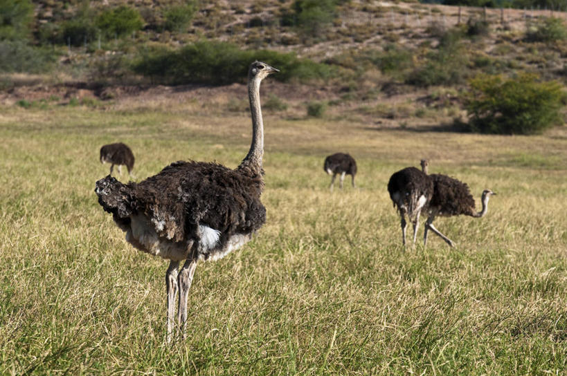 无人,站,横图,室外,白天,侧面,旅游,度假,草地,草坪,美景,植物,鸟,鸵鸟,非洲,南非,阴影,朦胧,模糊,光线,鸟类,影子,景观,注视,娱乐,草,树,树木,绿色,阳光,自然,观察,看,站着,享受,休闲,景色,放松,生长,五只,成长,观看,察看,关注,自然风光,阿非利加洲,南非共和国,奥次颂,站立,彩图,全身