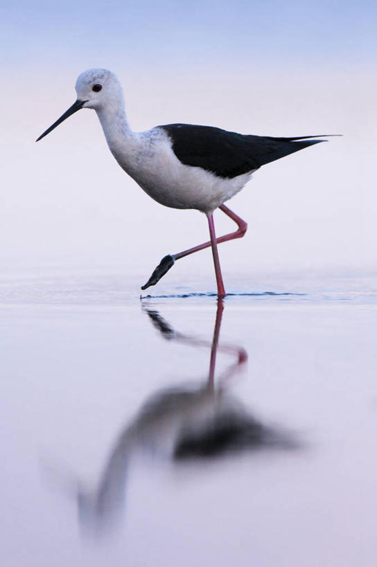 无人,站,竖图,室外,白天,侧面,旅游,度假,河流,美景,水,鸟,法国,欧洲,阴影,波纹,朦胧,模糊,光线,反嘴鹬,鸟类,影子,河水,景观,水流,注视,娱乐,一只,倒影,水纹,阳光,自然,波浪,观察,看,站着,享受,休闲,景色,放松,观看,察看,倒映,布列塔尼,西欧,关注,法兰西,自然风光,法兰西共和国,法兰西第五共和国,布列塔尼半岛,鸻,反照,黑翅长脚鹬,站立,彩图,全身,红腿娘子,反嘴鸻