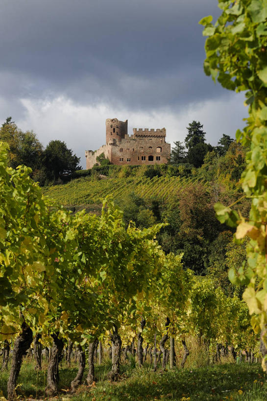 无人,果园,竖图,室外,白天,正面,旅游,度假,草地,草坪,美景,田园,植物,法国,欧洲,一排,许多,整齐,并列,并排,堡垒,城堡,景观,乌云,云,阴天,云朵,很多,云彩,娱乐,葡萄园,架子,草,树,树木,排列,绿色,天空,自然,庄园,天,享受,休闲,景色,放松,生长,成长,支撑,固定,昏暗,阴沉,阿尔萨斯,西欧,要塞,队列,法兰西,自然风光,平行,葡萄架,法兰西共和国,法兰西第五共和国,阿尔萨斯大区,设防,彩图,下莱茵省,坎特赞