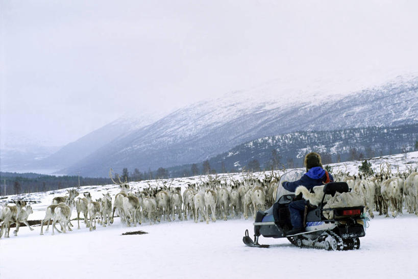 西方人,一个人,站,坐,横图,室外,白天,旅游,度假,幸福,美景,山,雪,雪山,大雪,摩托车,哺乳动物,鹿,野生动物,帽子,挪威,欧洲,欧洲人,仅一个男性,仅一个人,一辆,许多,行人,游客,游人,阴影,服装,光线,影子,冰,积雪,景观,山峰,雪景,云,云朵,冬季,冬天,山峦,很多,云彩,注视,娱乐,路人,旅客,车,仅一个年轻男性,骑,背面,衣服,白云,阳光,自然,动物,交通工具,观察,看,站着,骑车,享受,休闲,温暖,景色,放松,寒冷,可爱,服饰,活泼,观看,保暖,吉祥,察看,冰冷,御寒,斯堪的纳维亚,关注,自然风光,载具,北欧,斯堪的那维亚,斯堪的那维亚半岛,斯堪的纳维亚半岛,滑雪服,进取,角鹿,棉帽,严寒,冰凉,酷寒,凛冽,凛凛,极冷,挪威王国,过客,芬马克,芬马克郡,竞技服,旅游服,冬装,男人,男性,年轻男性,白种人,驯鹿,站立,坐着,彩图,全身,雪地摩托车,雪上摩托车