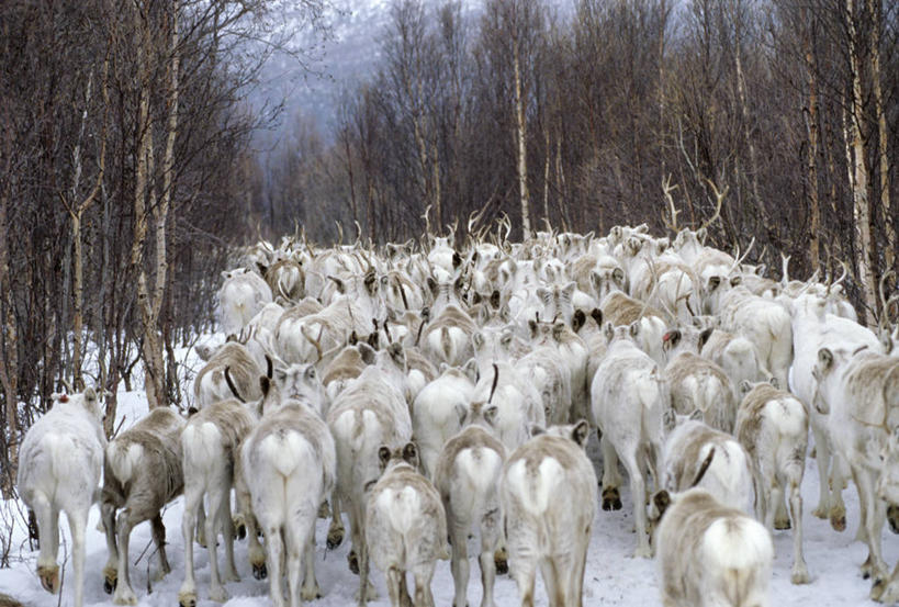 无人,站,横图,室外,白天,旅游,度假,幸福,美景,雪,植物,大雪,哺乳动物,鹿,野生动物,挪威,欧洲,许多,阴影,光线,影子,积雪,景观,雪景,冬季,冬天,枝条,很多,娱乐,树,树木,树枝,背面,绿色,阳光,自然,动物,站着,享受,休闲,景色,放松,寒冷,可爱,活泼,生长,成长,吉祥,斯堪的纳维亚,自然风光,北欧,斯堪的那维亚,斯堪的那维亚半岛,斯堪的纳维亚半岛,进取,角鹿,严寒,挪威王国,虬枝,枝杈,芬马克,芬马克郡,驯鹿,站立,半身,彩图