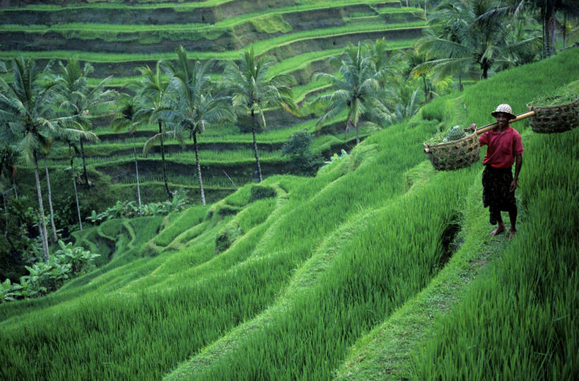 东方人,一个人,农民,农田,站,交叉,横图,室外,白天,正面,旅游,度假,庄稼,农作物,草地,草坪,美景,树林,植物,椰树,竹子,帽子,叶子,印度尼西亚,印尼,亚洲,仅一个男性,仅一个人,仅一个中年男性,阴影,竹制,服装,编织,光线,扁担,篮子,影子,景观,绿叶,休闲装,黄种人,娱乐,草,树,树木,两个,一个,衣服,红色,绿色,阳光,自然,遮阳帽,竹篮,扛,站着,享受,休闲,休闲服,嫩叶,景色,放松,服饰,东南亚,生长,单个,成长,竹条,交织,竹制品,自然风光,农具,印度尼西亚共和国,小巽他群岛,穿插,爪哇,爪哇岛,努沙登加拉群岛,竹木用具,扛在肩上,男人,男性,中年男性,亚洲人,叶,叶片,棕榈,椰子树,佃农,农场主,农夫,农工,乡下人,小农,庄稼人,站立,彩图,全身,耕地,庄稼田