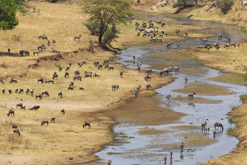 无人,公园,站,横图,俯视,室外,白天,旅游,度假,河流,美景,水,植物,野生动物,非洲,坦桑尼亚,许多,阴影,枯萎,光线,影子,河水,景观,水流,枯草,很多,娱乐,草,树,树木,黄色,绿色,阳光,自然,动物,站着,享受,休闲,景色,放松,可爱,活泼,生长,成长,国家公园,自然风光,阿鲁沙区,东非,坦桑尼亚联合共和国,塔兰吉雷国家公园,站立,半身,彩图,高角度拍摄
