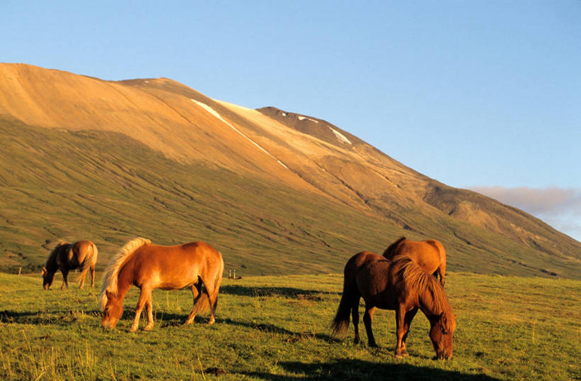 无人,站,吃,横图,室外,白天,正面,旅游,度假,草地,草坪,美景,山,山脉,植物,马,野生动物,欧洲,冰岛,三只,阴影,光线,影子,景观,山峰,山峦,娱乐,草,蓝色,绿色,蓝天,天空,阳光,自然,动物,群山,天,低头,站着,享受,休闲,景色,放松,运输,牲畜,晴朗,自然风光,北欧,万里无云,冰岛共和国,垂头,斯奈山半岛,冰岛马,晴空,晴空万里,嚼,食,站立,彩图,全身
