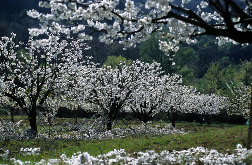 无人,横图,室外,白天,正面,旅游,度假,幸福,纯洁,草地,草坪,美景,植物,樱花,法国,欧洲,许多,阴影,盛开,光线,影子,景观,很多,花蕾,娱乐,草,花,花瓣,花朵,鲜花,树,树木,粉色,绿色,阳光,自然,花苞,花蕊,享受,休闲,景色,放松,生长,成长,等待,生命,西欧,沃克吕兹省,法兰西,自然风光,法兰西共和国,仙樱花,福岛樱,青肤樱,法兰西第五共和国,高尚,热烈,普罗旺斯.阿尔卑斯.蓝色海岸,荆桃,彩图,吕贝隆山区