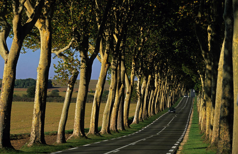 无人,横图,室外,白天,正面,旅游,度假,草地,草坪,美景,植物,道路,路,公路,法国,欧洲,一排,许多,阴影,整齐,并列,并排,光线,影子,景观,分界线,停车线,交通,很多,娱乐,草,树,树木,排列,蓝色,绿色,蓝天,天空,阳光,自然,天,享受,休闲,景色,放松,生长,晴朗,成长,车行道,车行道分界线,西欧,队列,法兰西,自然风光,标线,平行,车行线,万里无云,法兰西共和国,法兰西第五共和国,法兰西岛,法兰西岛大区,瓦勒德瓦兹省,晴空,晴空万里,马路,彩图