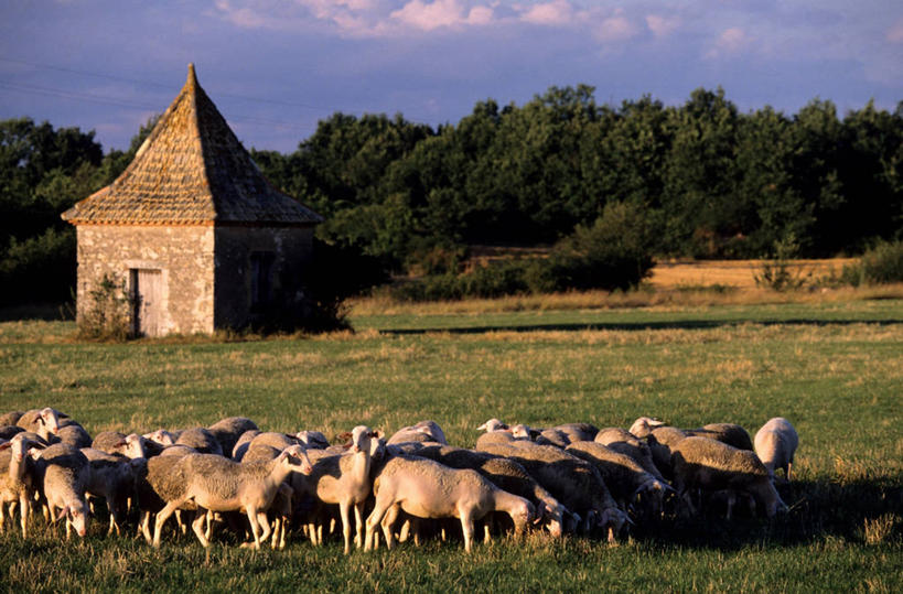 无人,家,农场,站,吃,横图,室外,白天,正面,旅游,度假,畜牧业,牧场,草地,草坪,美景,植物,羊,法国,欧洲,许多,阴影,光线,瓦片,影子,房屋,墙,屋顶,屋檐,屋子,景观,云,云朵,很多,云彩,顶棚,娱乐,楼房,檐,墙壁,墙面,住宅,草,树,树木,蓝色,绿色,灰色,白云,蓝天,天空,阳光,自然,动物,天,低头,站着,享受,休闲,家畜,景色,放松,牲畜,生长,晴朗,成长,西欧,法兰西,自然风光,畜牧,法兰西共和国,牧业,法兰西第五共和国,垂头,南部.比利牛斯,南部.比利牛斯大区,塔恩.加龙省,晴空,绵羊,站立,半身,彩图,房子